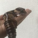 ニシアフリカトカゲモドキ(オス)
