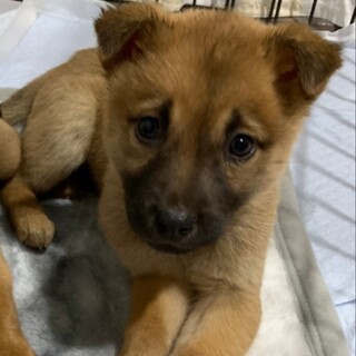 元気いっぱい控えめな仔犬の女の子