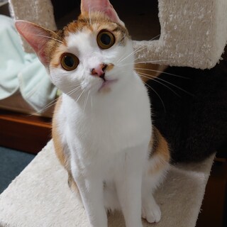 3月産まれ　三毛猫　子猫