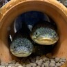 あいちけん
