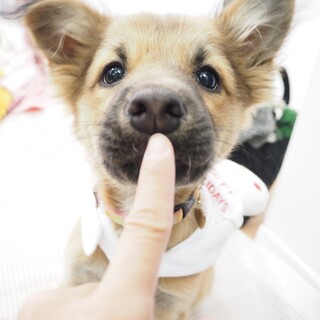 上目遣いにドキドキ♡天使なクラリスちゃん