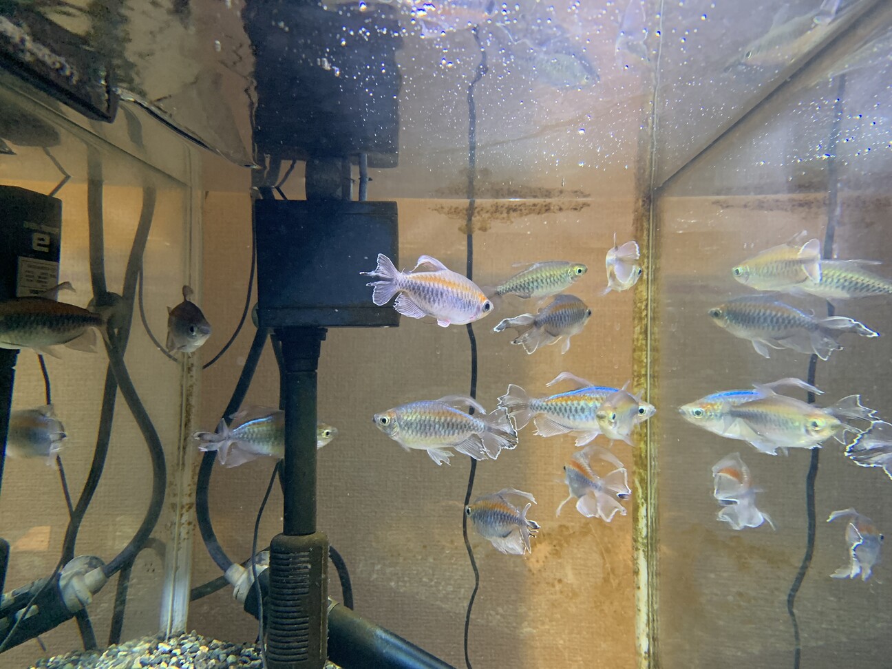 コンゴテトラオス7匹メス3匹 愛知県 熱帯魚 観賞魚の里親募集 ペットのおうち 月間利用者150万人