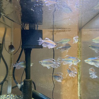 コンゴテトラオス7匹メス3匹