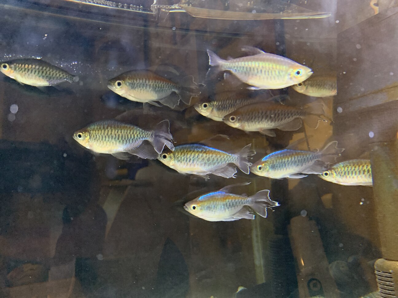 コンゴテトラオス7匹メス3匹 愛知県 熱帯魚 観賞魚の里親募集 ペットのおうち 月間利用者150万人