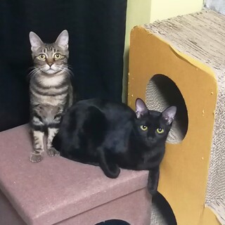 新春お見合い会参加猫ブラウンクラシックタビー♀