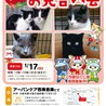 新春お見合い会参加猫ブラウンクラシックタビー♀ サムネイル3