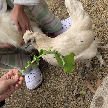 大根の葉を食べてる所です。