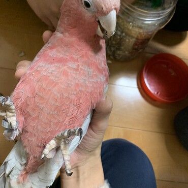 ニギコロ練習。オヤツをあげると喜びます。