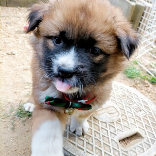 ふわもこ陽気な　タロスケくん　1ヶ月半