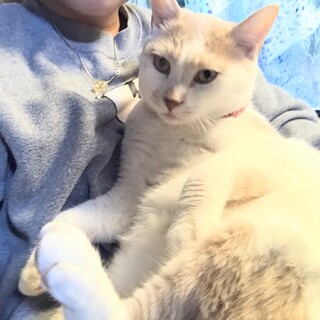 やっくん、里親様決定！ありがとうございました♡