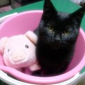 【ビーちゃん】エンジンルームを渡り歩いた黒ねこさん