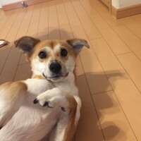 もも