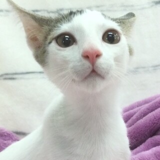 募集停止　甘えん坊❤️cuteなキジ白黒男子まめ