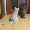 の写真