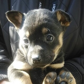 コロコロまろ眉 黒犬 岡山県 犬の里親募集 ペットのおうち 月間利用者150万人