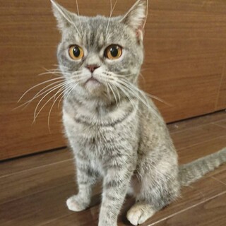 ブリティッシュショートヘアの女の子☆ジュジュちゃん