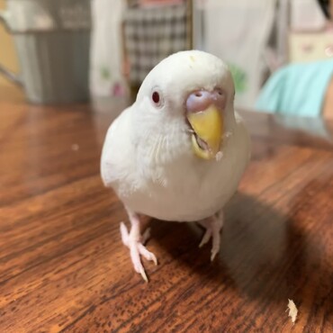 ご飯をもらうリンゴ君