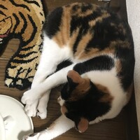 まる子