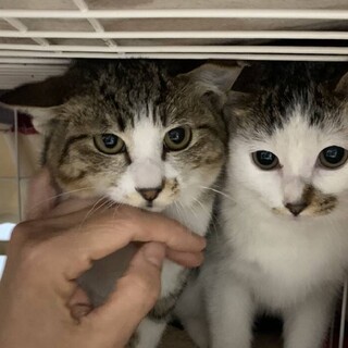 鼻の柄がチャームポイント！3ヶ月半の姉妹です！