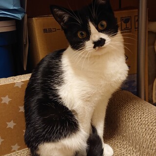 しっとりとした性格の黒白はちわれちゃん♀