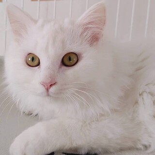 フワフワな白猫『ミルク』