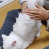 フワフワな白猫『ミルク』 サムネイル5