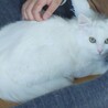 フワフワな白猫『ミルク』 サムネイル6