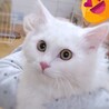 フワフワな白猫『ミルク』 サムネイル4