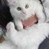 フワフワな白猫『ミルク』 サムネイル2