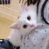 フワフワな白猫『ミルク』 サムネイル7