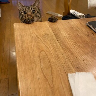 人慣れ抜群！キジトラ男の子のリオ君