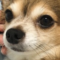 ゆり