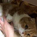 【一時停止中】繁殖猫として生きてきたスコティッシュ
