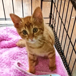 生後３ヶ月程度}【ΦωΦ】{茶虎の男の子