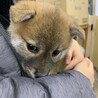 青空の下の柴