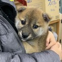 12月27日購入の子犬です。