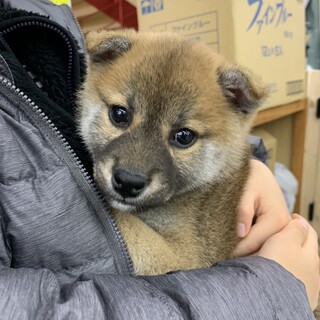 12月27日購入の子犬です。