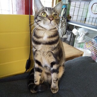 新春お見合い会参加猫、ブラウンクラシックタビー♂
