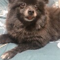 愛敬良し　小さな黒ポメ　テディちゃん