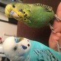 セキセイインコペア
