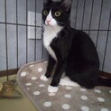 新春お見合い会参加猫、美はちわれ♂
