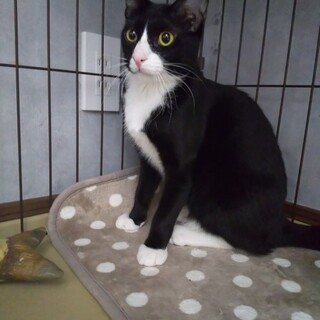 新春お見合い会参加猫、美はちわれ♂