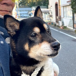 柴犬　優良血統の女の子　