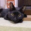 おひざ大好き元気っ子♡　黒猫「のぞみ」ちゃん