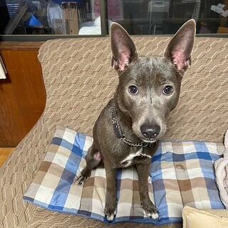 性格の可愛い禰豆子里親さま決まりました