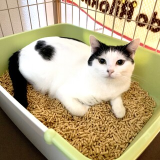 [トライアル決定！]背中にハートのある珠ちゃん