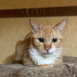 小さな体の甘えん坊　テトちゃん　