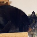 ワクチン、蚤ダニ駆除剤。猫ウイルス、便検査異常無し