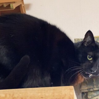 ワクチン、蚤ダニ駆除剤。猫ウイルス、便検査異常無し