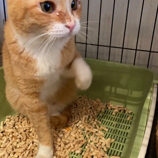 おだやかな茶白の男の子　ミト君